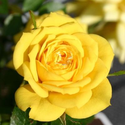 Роза Кампина Голд Роза Кампина Голд - Dolina-Sad.Ru