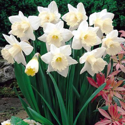 Нарцисс Маунт Худ Нарцисс Маунт Худ фото