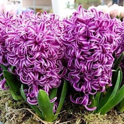 Гиацинт Перпл Сенсейшн Гиацинт Перпл Сенсейшн фото