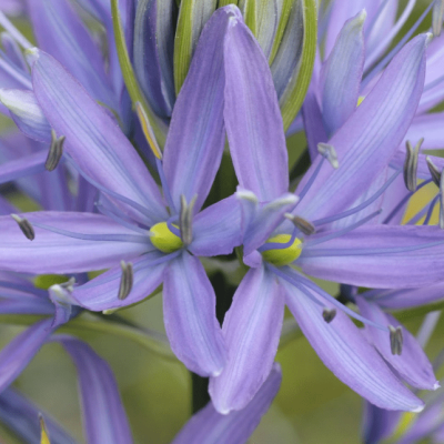 Камассия Лейхтлина Каерулеа Камассия Лейхтлина Каерулеа фото