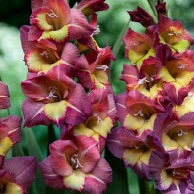 Гладиолус Брешиа Гладиолус Брешиа фото