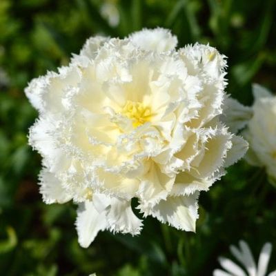 Тюльпан Сноу Кристалл Тюльпан Сноу Кристалл фото