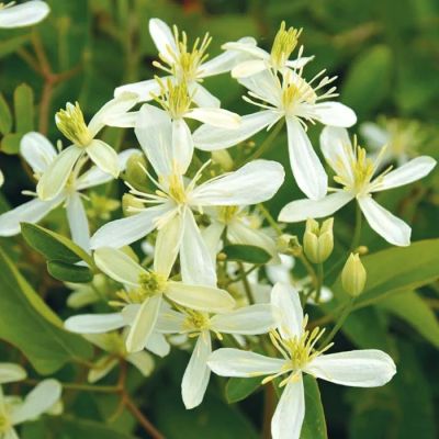 Клематис Стеллар Клематис Стеллар - Dolina-Sad.Ru