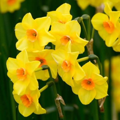 Нарцисс Мартинетт Нарцисс Мартинетт - Dolina-Sad.Ru