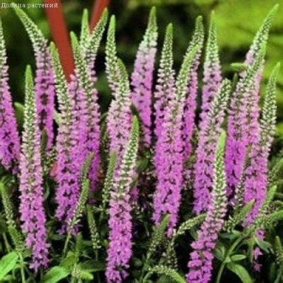 Вероника Длиннолистная Розовая Вероника Длиннолистная Розовая фото