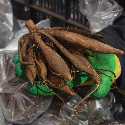 Георгина Ноел Георгина Ноел фото