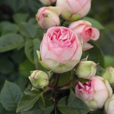 Роза Чарминг Пиано Роза Чарминг Пиано - Dolina-Sad.Ru