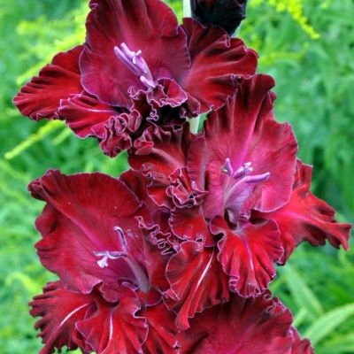 Гладиолус Жемчужина Дракона Гладиолус Жемчужина Дракона - Dolina-Sad.Ru