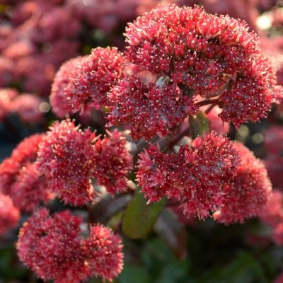 Седум Десерт Ред , x фото