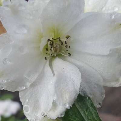 Дельфиниум "Эскалибур Пур Вайт" фото