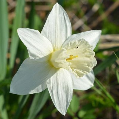 Нарцисс Маунт Худ Нарцисс Маунт Худ фото