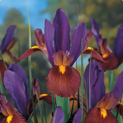 Ирис голландский Бронз/Пурпл - Dolina-Sad.Ru