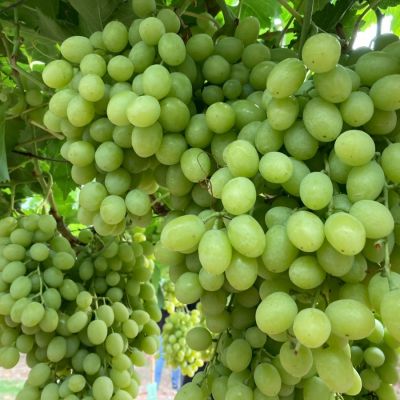 Виноград Регал - Dolina-Sad.Ru