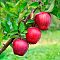 Яблоня Ред Делишс - Dolina-Sad.Ru