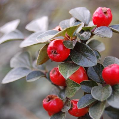 Кизильник Дильса, С3 Кизильник Дильса, С3 - Dolina-Sad.Ru