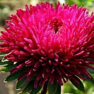 Астра Джувел Гранат Н11, игольчато-коготковая фото