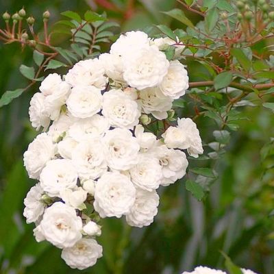 Роза Вайт Фейри - Dolina-Sad.Ru