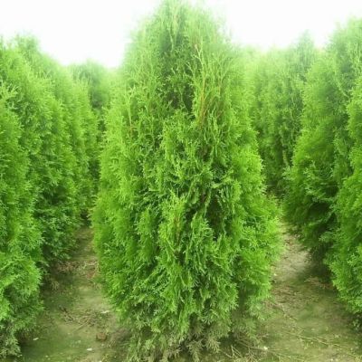 Туя западная Брабант фото