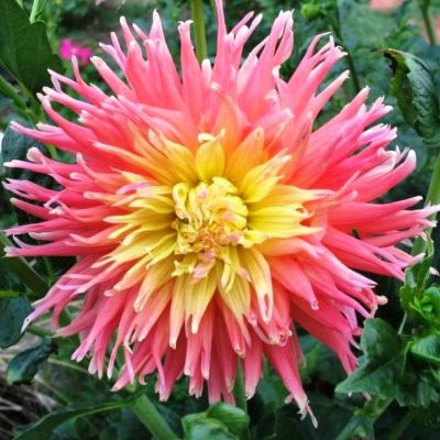 Георгина Фринджет Стар Георгина Фринджет Стар фото