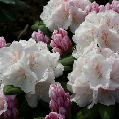 Рододендрон Шнекроне Рододендрон Шнекроне фото