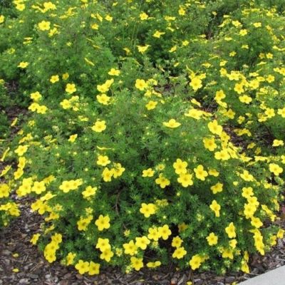 Лапчатка кустарниковая Саммерфлор, С3 Лапчатка кустарниковая Саммерфлор, С3 - Dolina-Sad.Ru