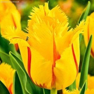 Тюльпан Фламенко Тюльпан Фламенко фото