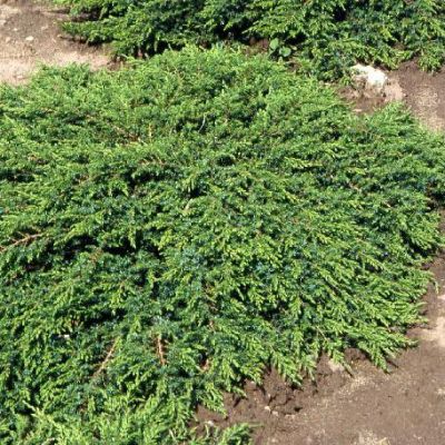 Можжевельник обыкновенный Грин Карпет, С3 Можжевельник обыкновенный Грин Карпет, С3 - Dolina-Sad.Ru