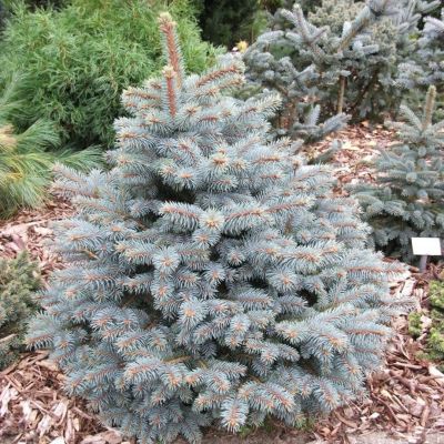Ель колючая мисти Блю Ель колючая мисти Блю фото