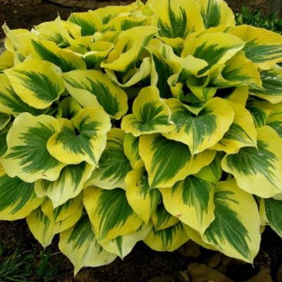 Хоста Либерти , C2 Хоста Либерти , C2 фото