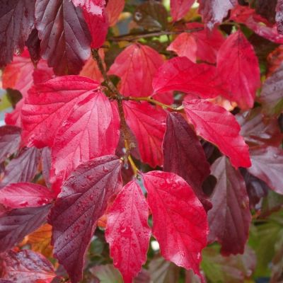 Парротия персидская Белла - Dolina-Sad.Ru