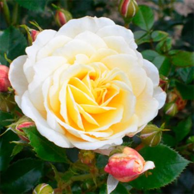 Роза Царина Роза Царина - Dolina-Sad.Ru