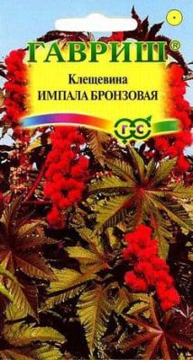 Клещевина Импала бронзовая Клещевина Импала бронзовая фото