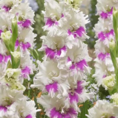 Гладиолус Виолет Харт Гладиолус Виолет Харт - Dolina-Sad.Ru