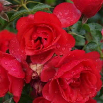 Роза Соренто Роза Соренто - Dolina-Sad.Ru