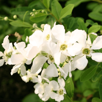 Экзохорда Мэджикал Спрингтайм Экзохорда Мэджикал Спрингтайм фото