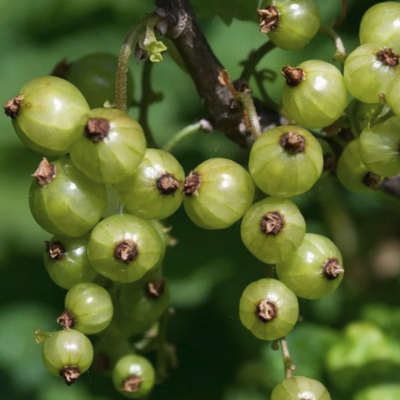 Смородина зеленоплодная Снежная Королева Смородина зеленоплодная Снежная Королева - Dolina-Sad.Ru