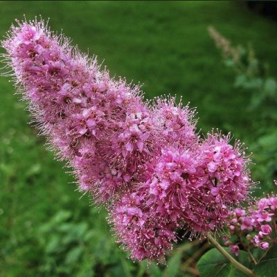 Спирея иволистная Спирея иволистная - Dolina-Sad.Ru