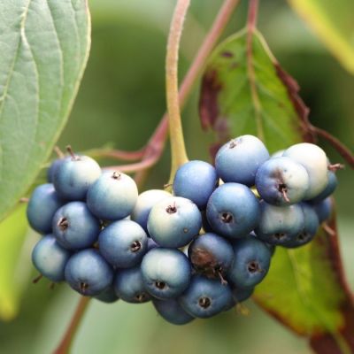 Дерен душистый Блю Клауд, С3 - Dolina-Sad.Ru