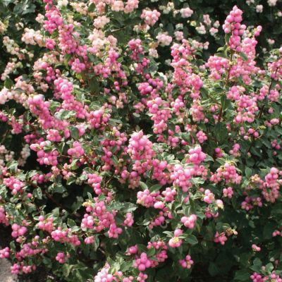 Снежноягодник доренбоза Мэджикал Винтерберри Снежноягодник доренбоза Мэджикал Винтерберри - Dolina-Sad.Ru