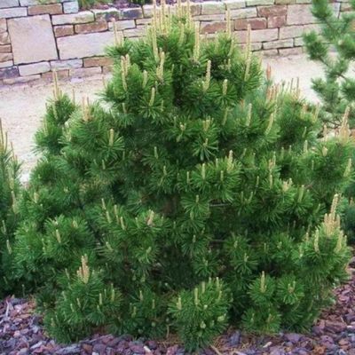 Сосна горная Гном Сосна горная Гном фото