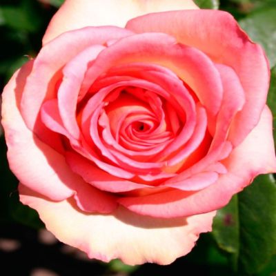 Роза Мондиаль Роза Мондиаль - Dolina-Sad.Ru