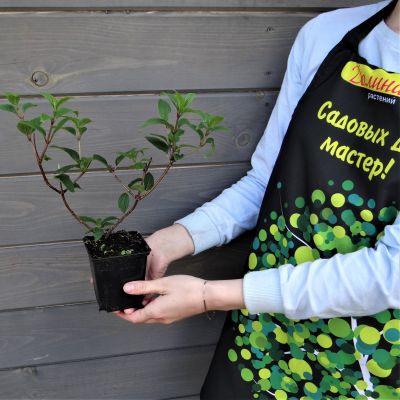 Гортензия метельчатая Ванилла Фрейз Гортензия метельчатая Ванилла Фрейз фото