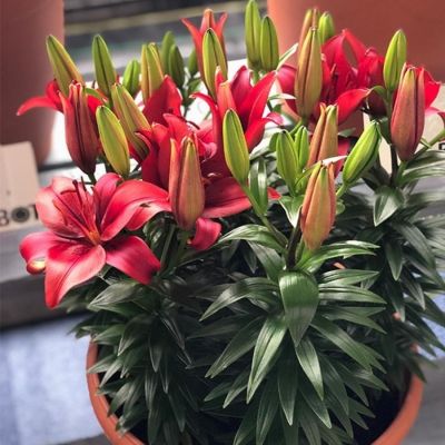 Лилия Салинеро - Dolina-Sad.Ru