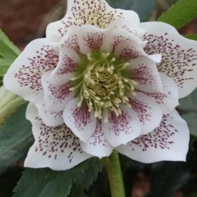 Морозник Дабл Вайт Спот Морозник Дабл Вайт Спот - Dolina-Sad.Ru