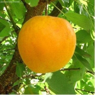 Слива Вашингтон Слива Вашингтон фото