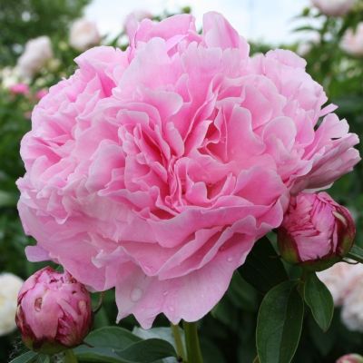 Пион Мисс Экхарт Пион Мисс Экхарт - Dolina-Sad.Ru