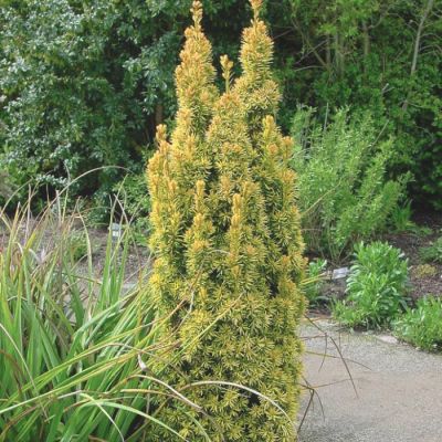 Тис ягодный Давид Тис ягодный Давид - Dolina-Sad.Ru