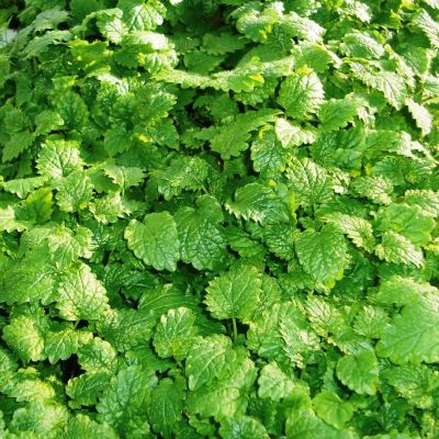 Мелисса лекарственная Исидора фото