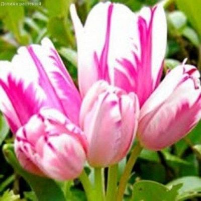 Тюльпан Мульти Пурпл Флейм Тюльпан Мульти Пурпл Флейм фото