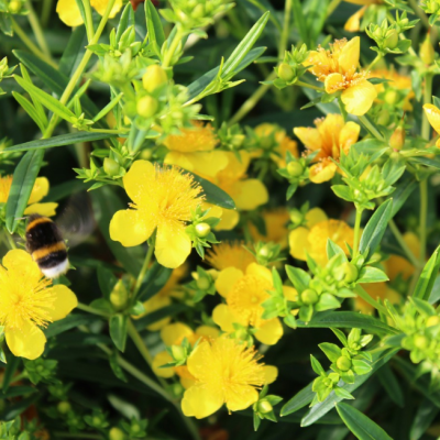 Зверобой Кальмана Гемо Зверобой Кальмана Гемо фото
